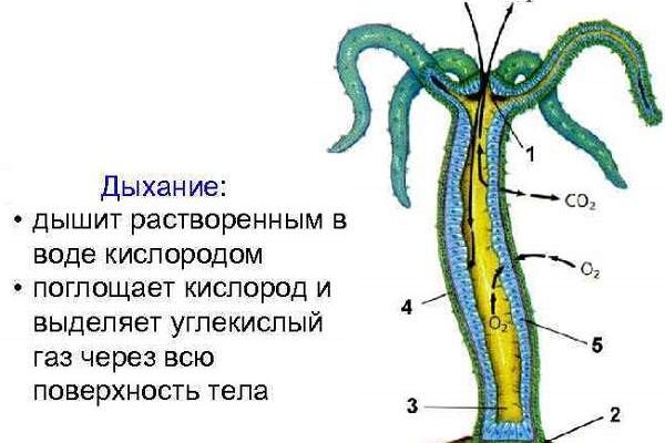 Кракен сайт ссылка kraken clear com